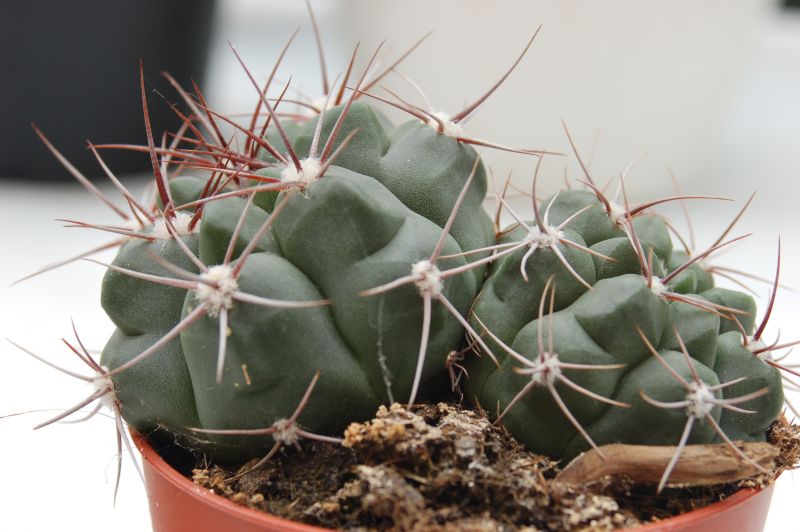 Una foto de Gymnocalycium saglionis