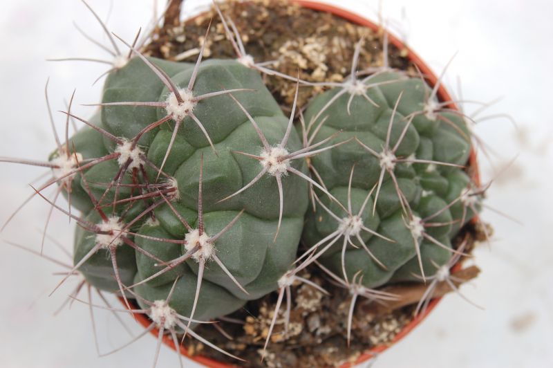 Una foto de Gymnocalycium saglionis