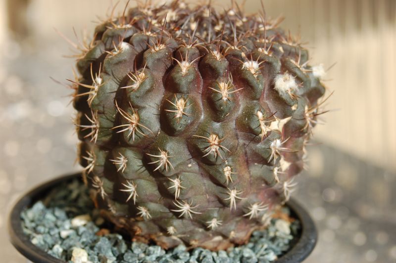 A photo of Eriosyce odieri