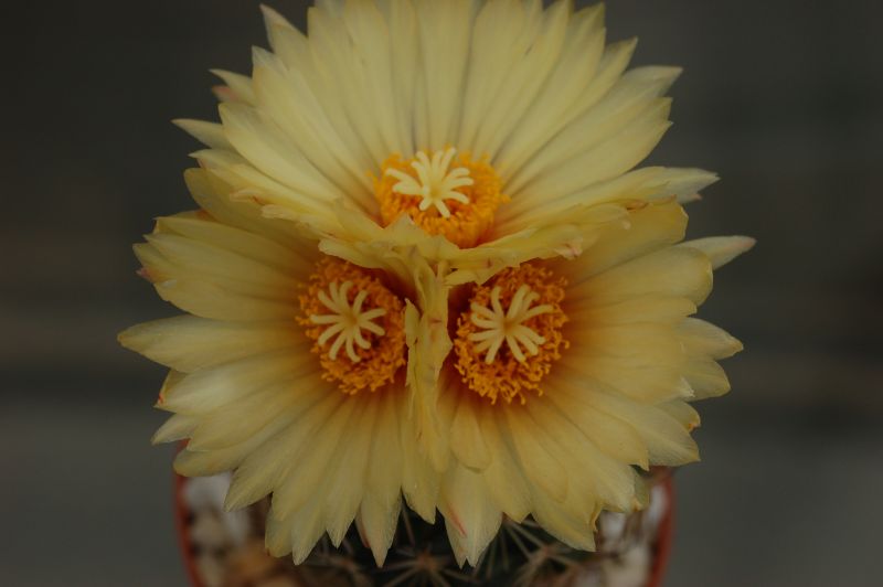 A photo of Coryphantha pseudonickelsae