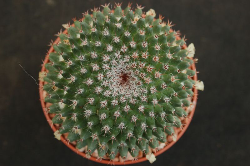 Una foto de Mammillaria pseudocrucigera