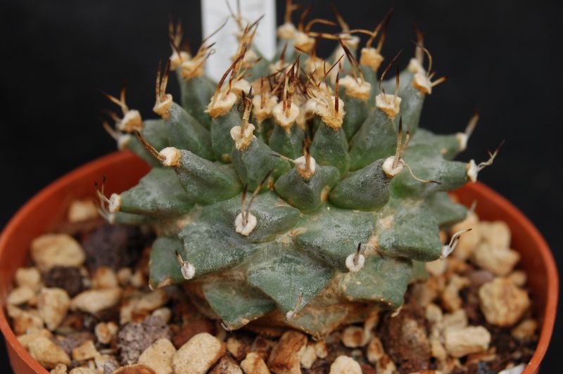 A photo of Turbinicarpus alonsoi