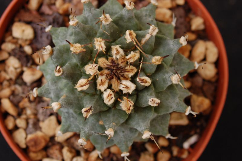 A photo of Turbinicarpus alonsoi