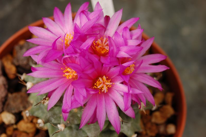 A photo of Turbinicarpus alonsoi