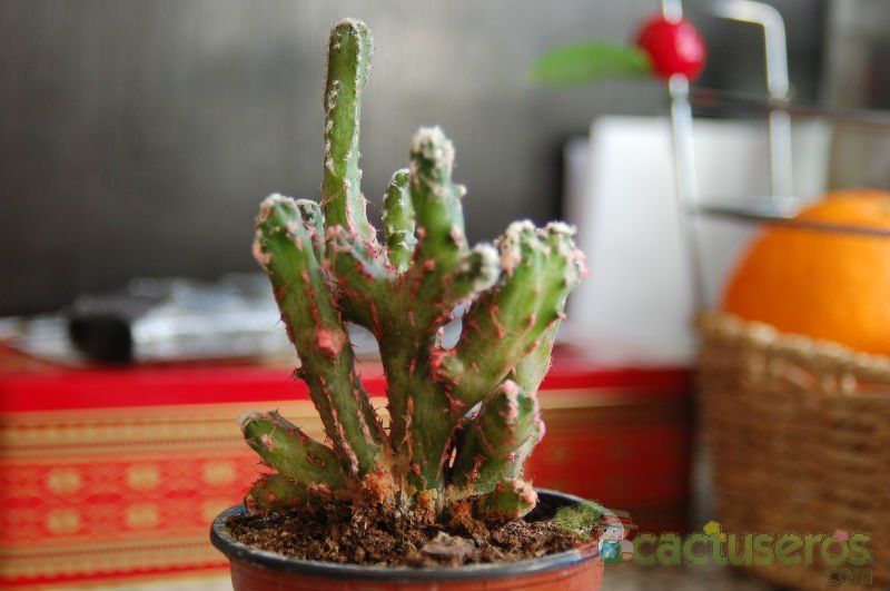 A photo of Cereus spegazzinii fma. crestada