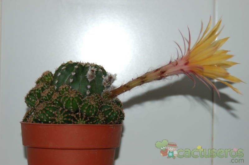 Una foto de Echinopsis hammerschmidii
