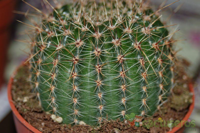 Una foto de Echinopsis aurea