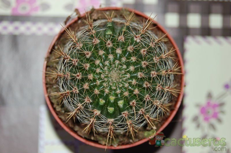 Una foto de Echinopsis aurea