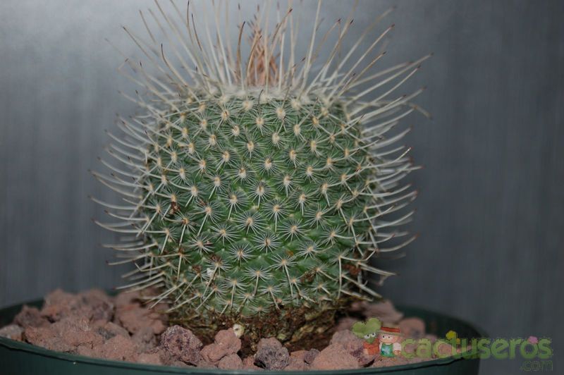 A photo of Mammillaria geminispina