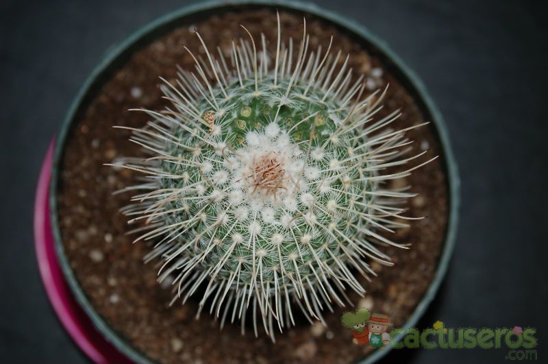 A photo of Mammillaria geminispina