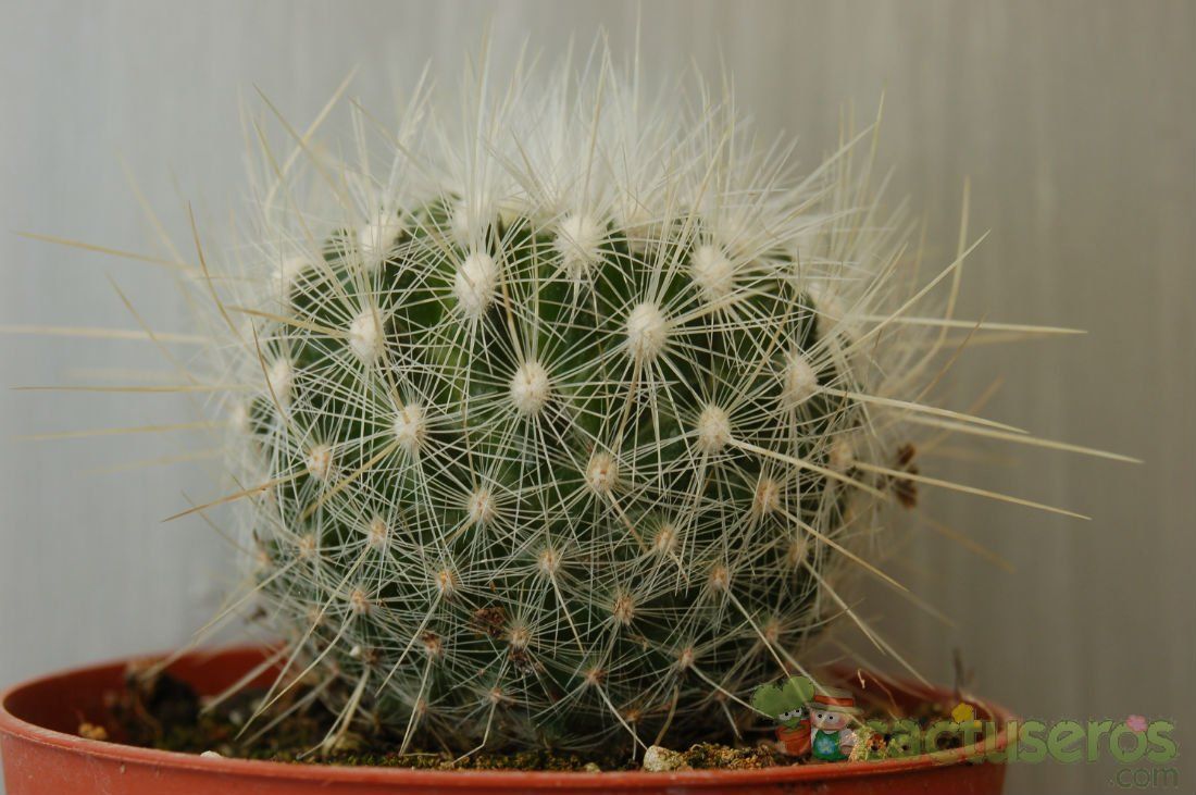 A photo of Thelocactus macdowellii