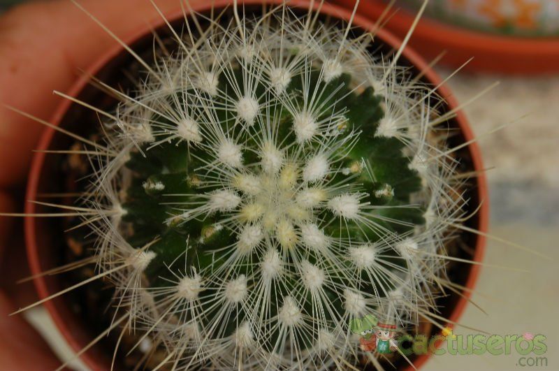 A photo of Thelocactus macdowellii
