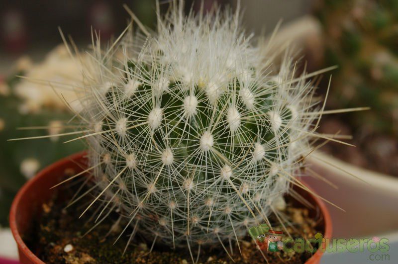 A photo of Thelocactus macdowellii