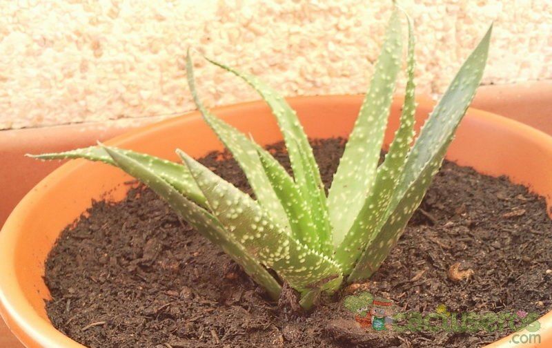 Una foto de Aloe bowiea