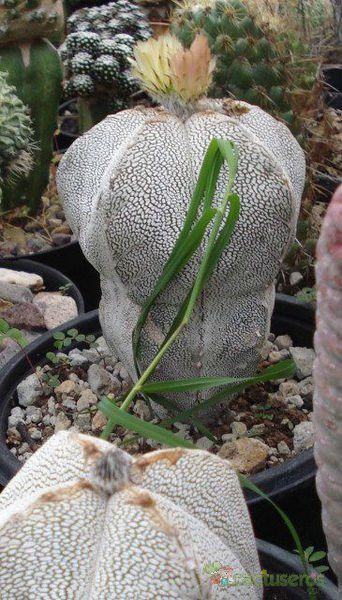 A photo of Astrophytum myriostigma cv. ONZUKA