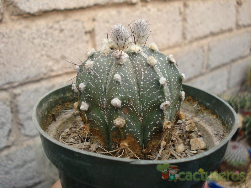 A photo of Astrophytum capricorne senilis - Astrophytum asterias (SENAU-AS) (Hibrido)