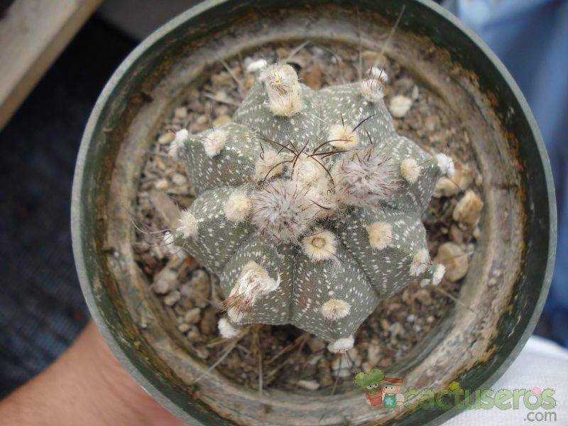 Una foto de Astrophytum capricorne senilis - Astrophytum asterias (SENAU-AS) (Hibrido)