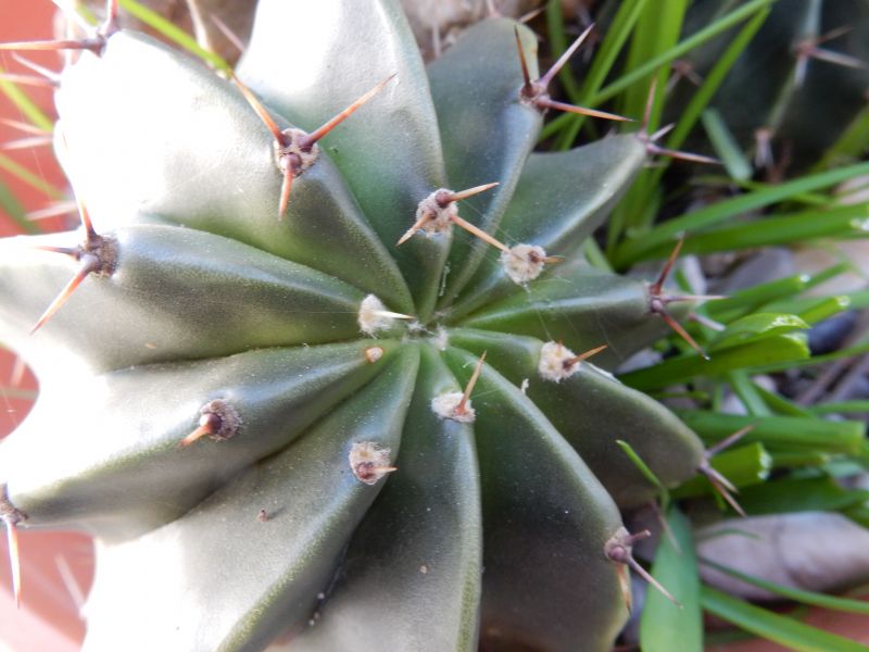 A photo of Echinopsis minuana