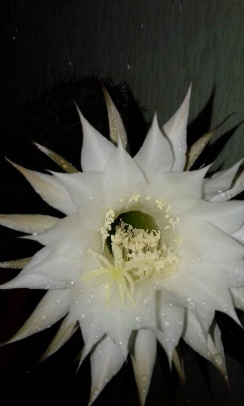 A photo of Echinopsis minuana