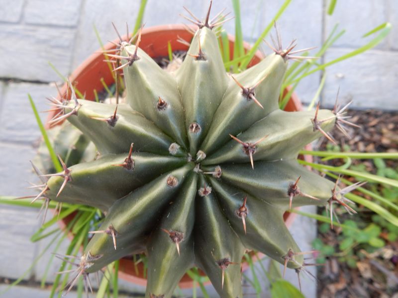 A photo of Echinopsis minuana