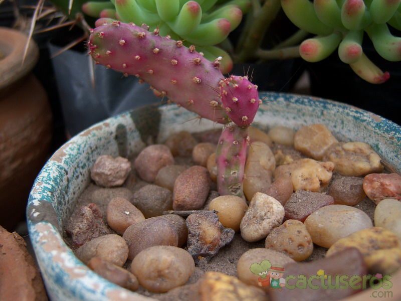 A photo of Opuntia monacantha fma. variegada monstruosa