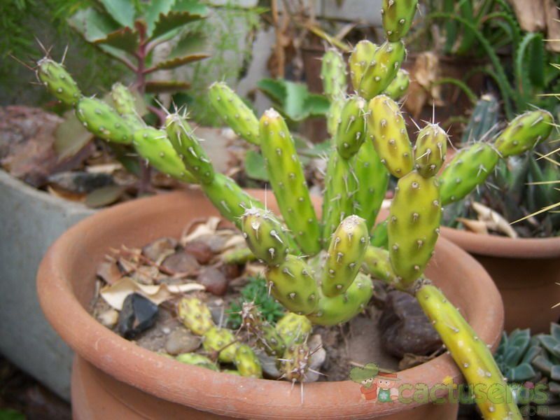 Una foto de Opuntia pubescens