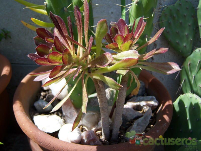 Una foto de Aeonium arboreum cv. artropurpureum
