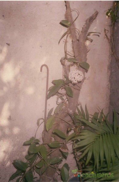 Una foto de Hoya carnosa var. carnosa