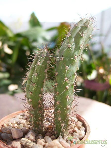 Una foto de Corryocactus melanotrichus