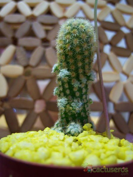 A photo of Mammillaria elongata cv. Golden Nugget