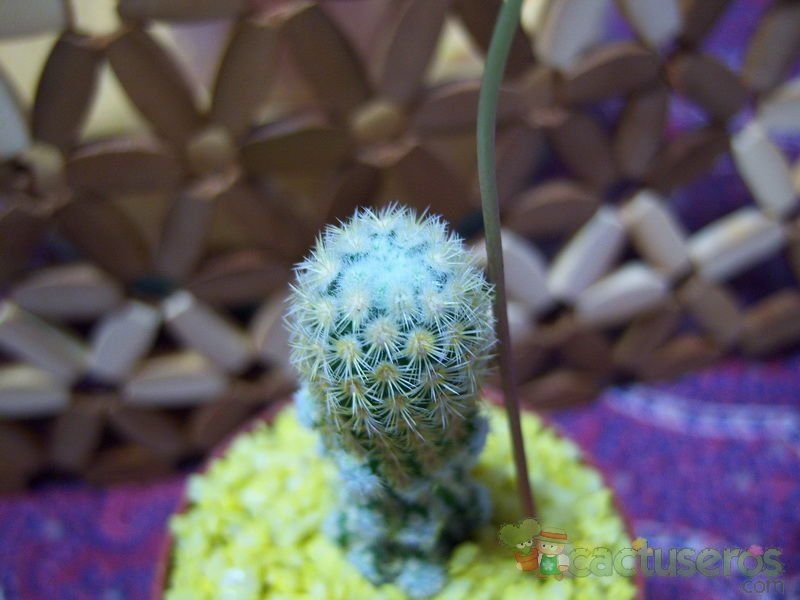 A photo of Mammillaria elongata cv. Golden Nugget