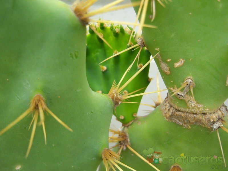 Una foto de Opuntia dillenii
