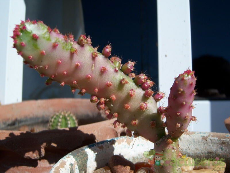 A photo of Opuntia monacantha fma. variegada monstruosa