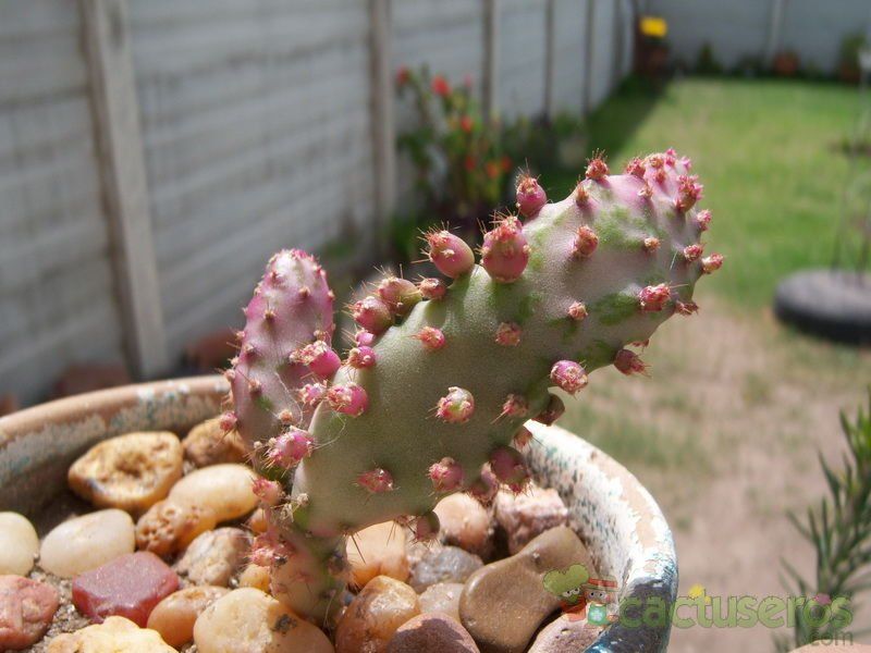 A photo of Opuntia monacantha fma. variegada monstruosa