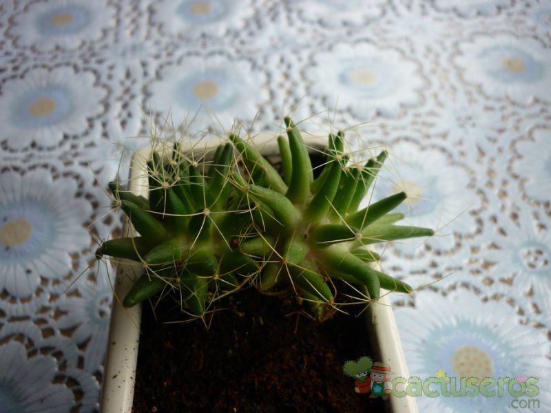 A photo of Mammillaria decipiens ssp. camptotricha