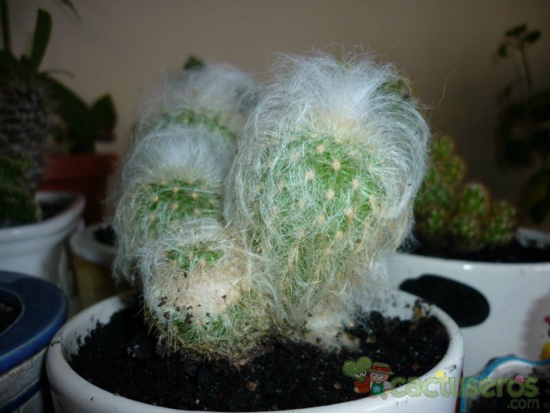 Una foto de Cephalocereus senilis
