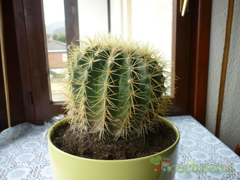 A photo of Echinocactus grusonii