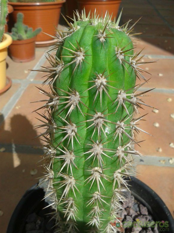 Una foto de Echinopsis chiloensis ssp. litoralis