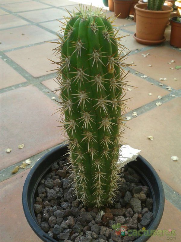 Una foto de Echinopsis chiloensis ssp. litoralis