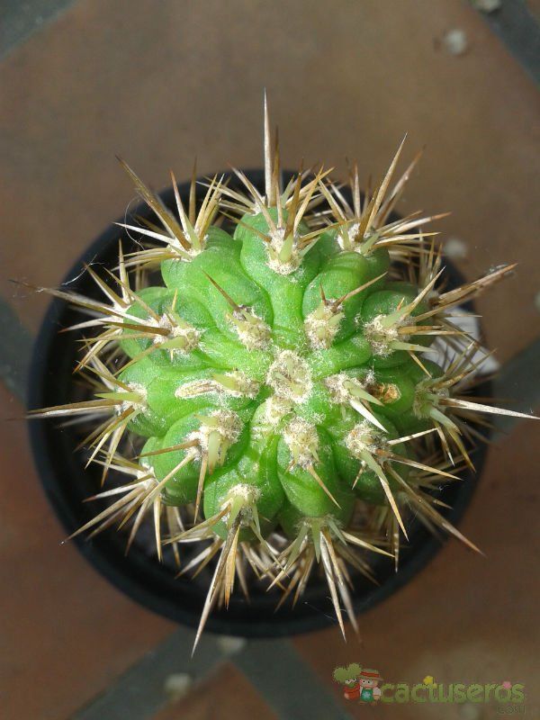 Una foto de Echinopsis chiloensis ssp. litoralis