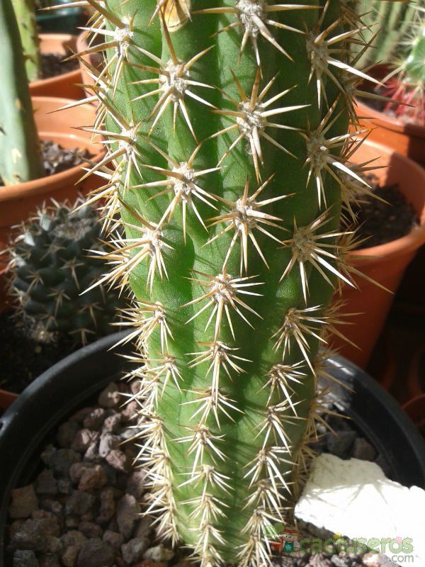 Una foto de Echinopsis chiloensis ssp. litoralis