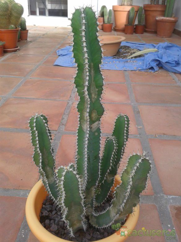 A photo of Euphorbia canariensis