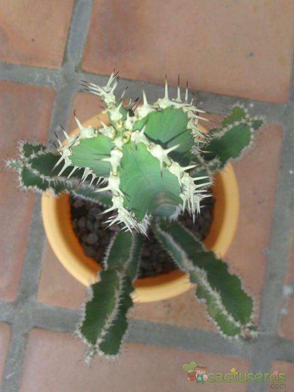 A photo of Euphorbia canariensis