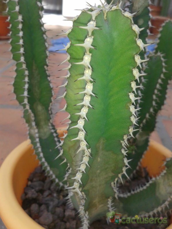 A photo of Euphorbia canariensis