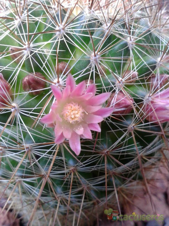 Una foto de Mammillaria discolor