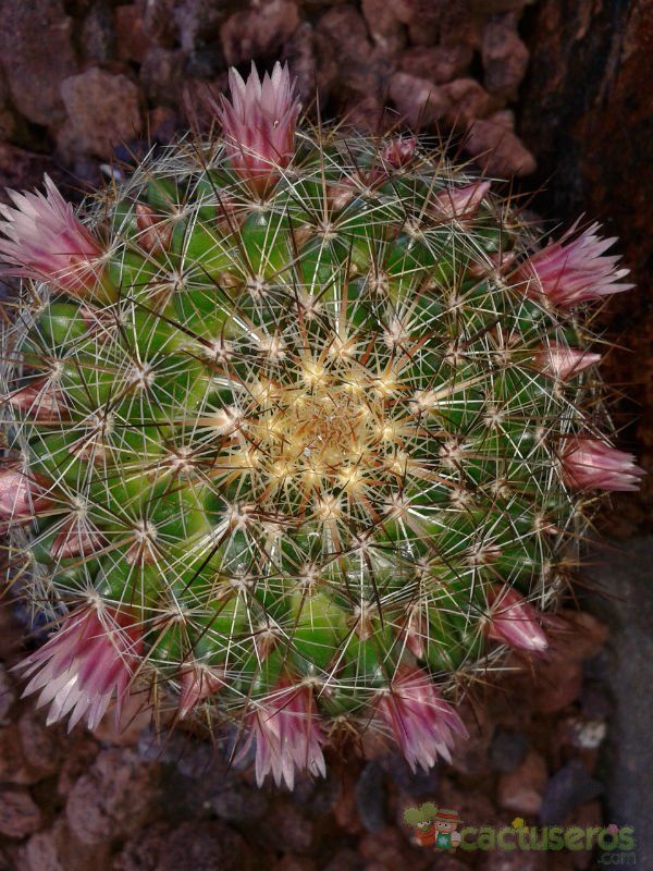 Una foto de Mammillaria discolor