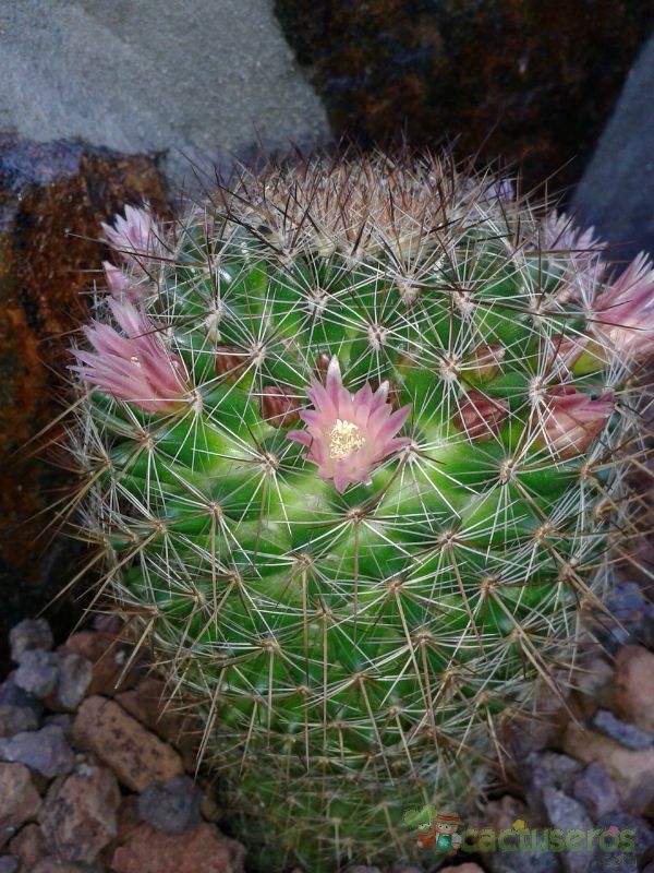 Una foto de Mammillaria discolor