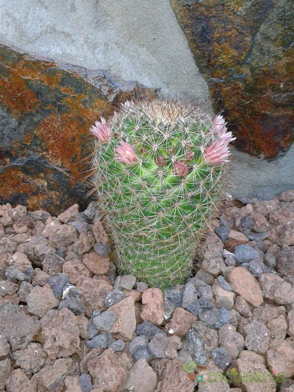 Una foto de Mammillaria discolor