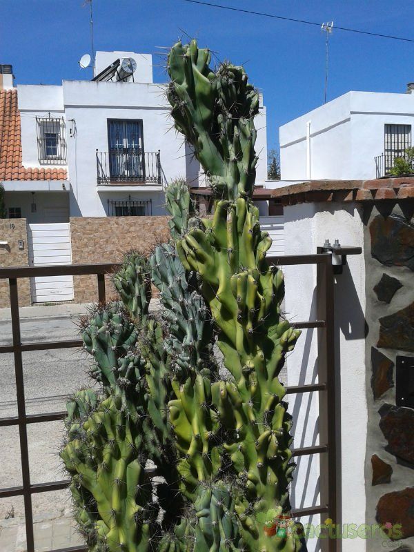 A photo of Cereus jamacaru fma. monstruosa