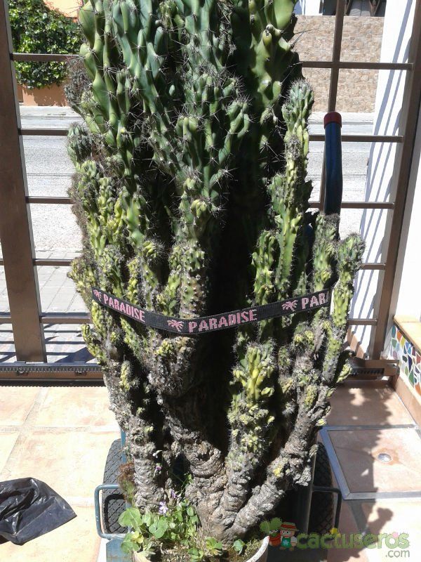 A photo of Cereus jamacaru fma. monstruosa